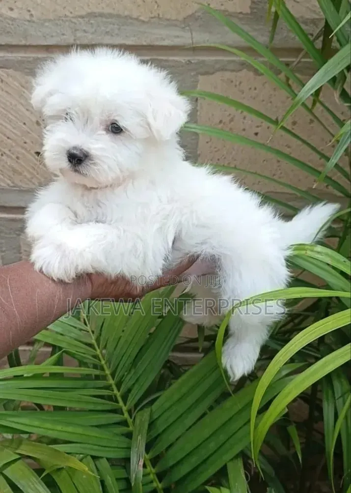 1-3 months Female Purebred Havanese