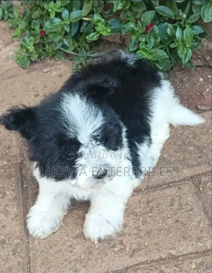 1-3 months Male Purebred Havanese