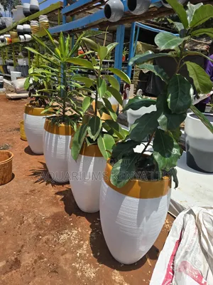 Potted Fibrepots Office Walkways 