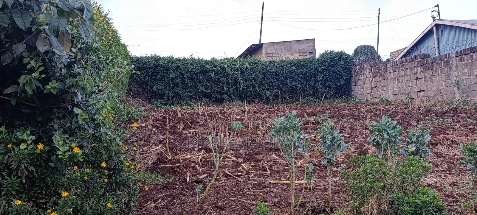Prime Plots Limuru Kabuku Opposite St Paul University