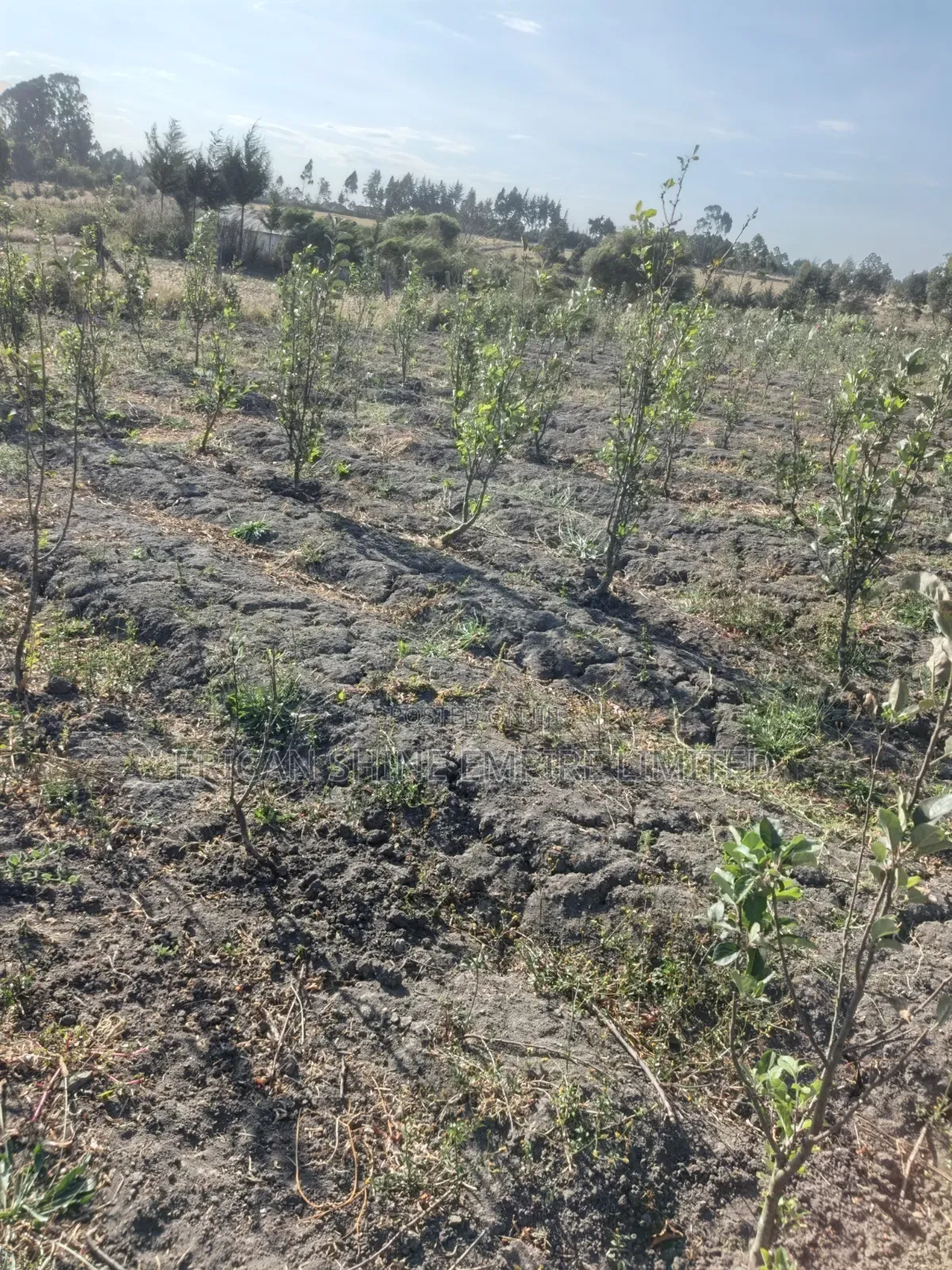1acre Land for Sale in Naromoru