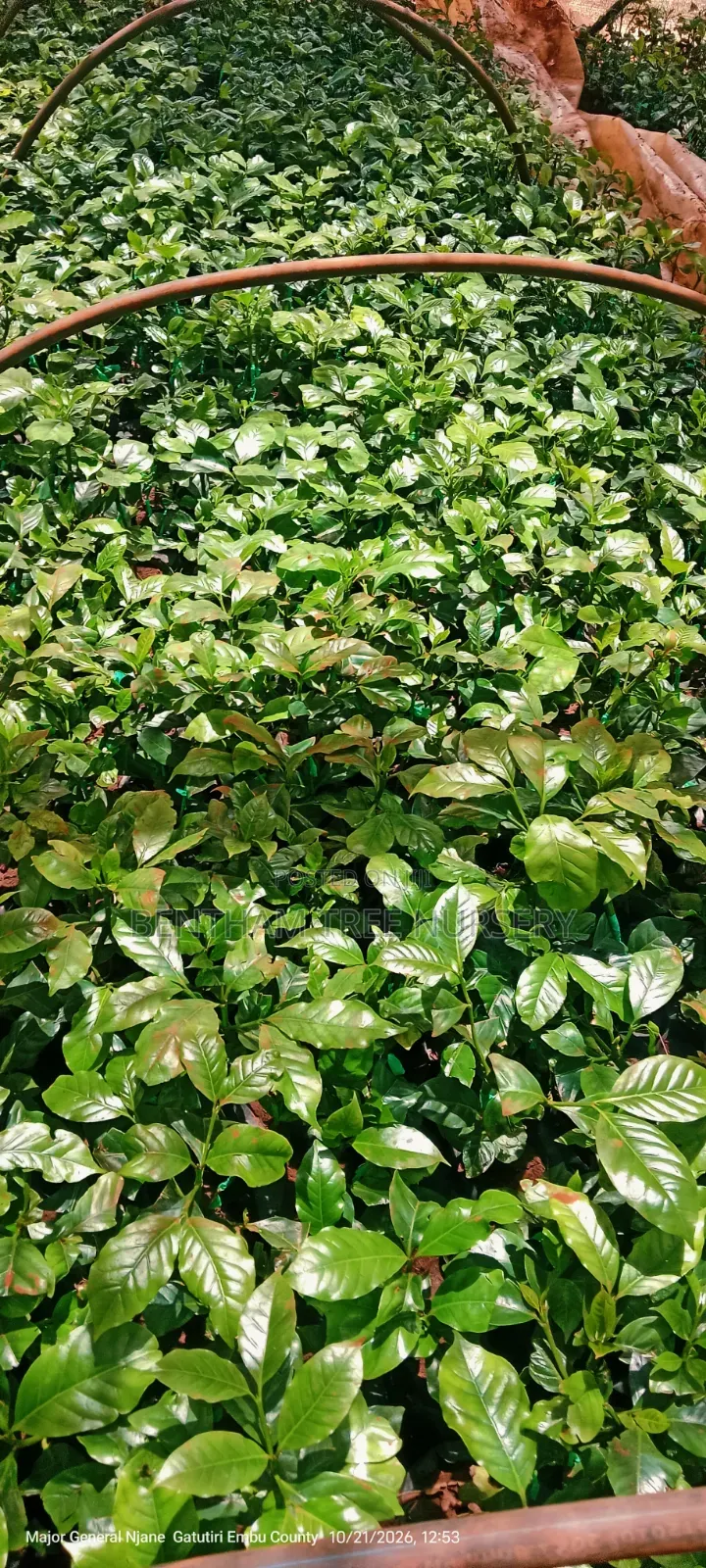 Grafted Ruiru 11 Coffee Seedlings
