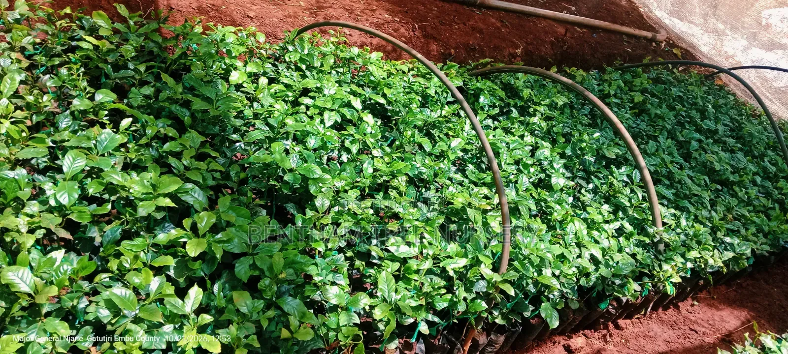 Grafted Ruiru 11 Coffee Seedlings