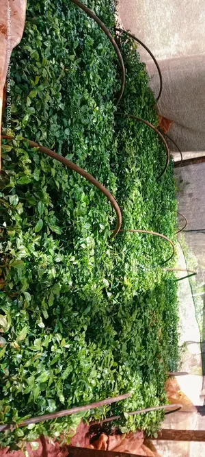 Grafted Ruiru 11 Coffee Seedlings
