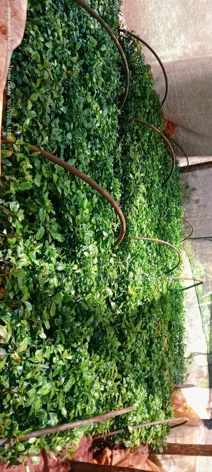 Grafted Ruiru 11 Coffee Seedlings