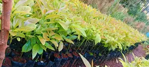 Grafted Golden Hass Avocado