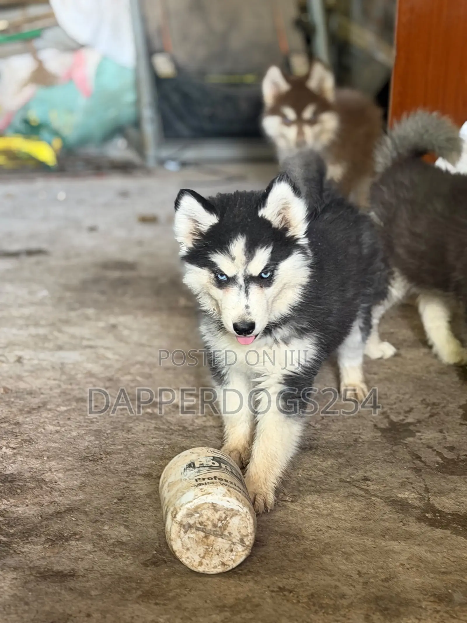 1-3 months Female Purebred Siberian Husky