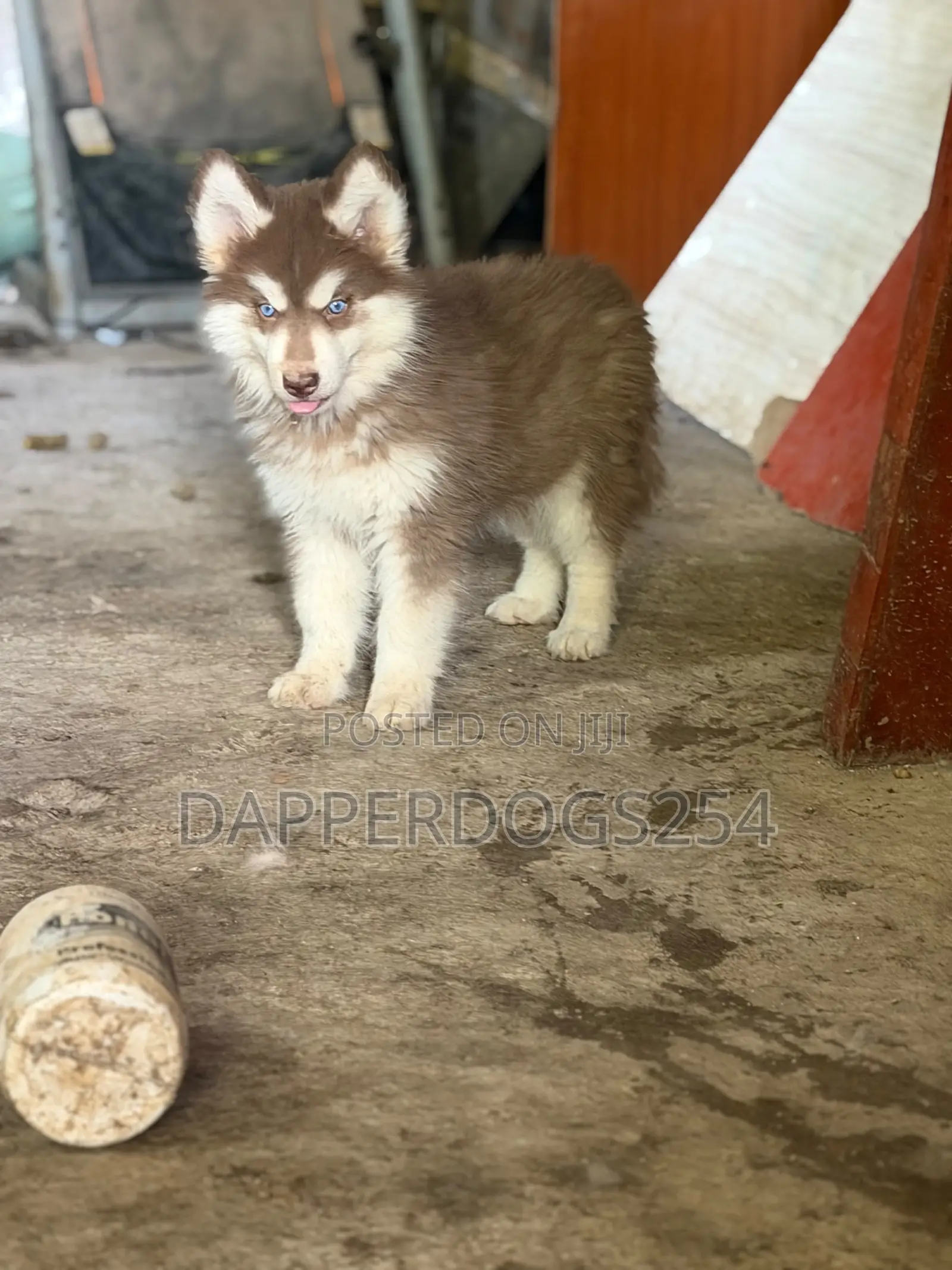 1-3 months Female Purebred Siberian Husky
