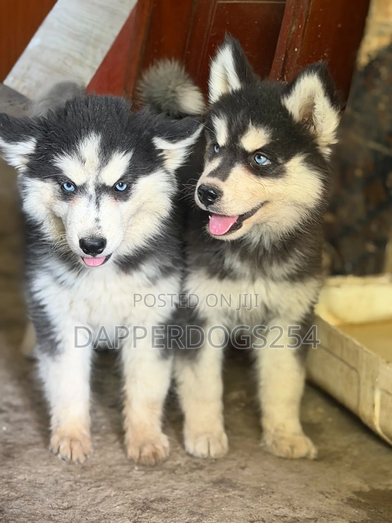 1-3 months Female Purebred Siberian Husky