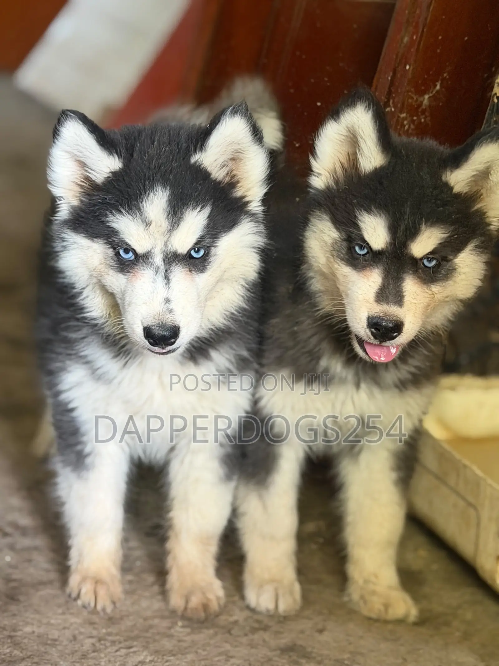 1-3 months Female Purebred Siberian Husky