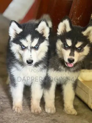 1-3 months Female Purebred Siberian Husky