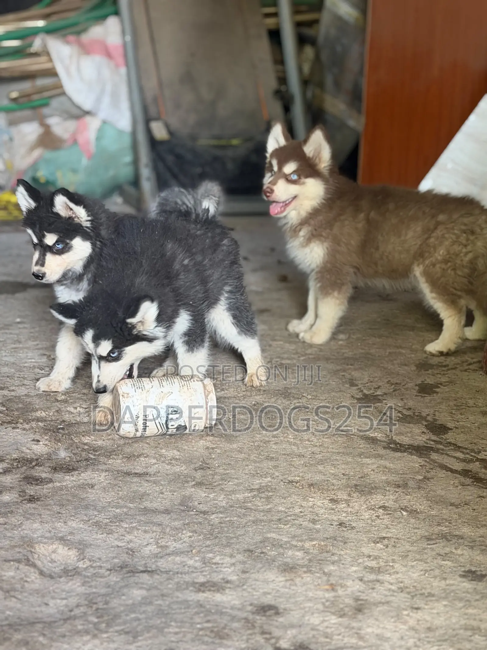 1-3 months Female Purebred Siberian Husky
