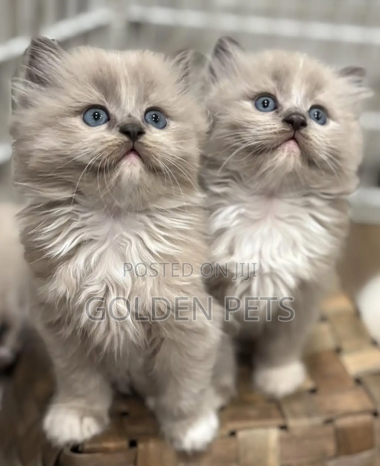 1-3 months Male Purebred Ragdoll
