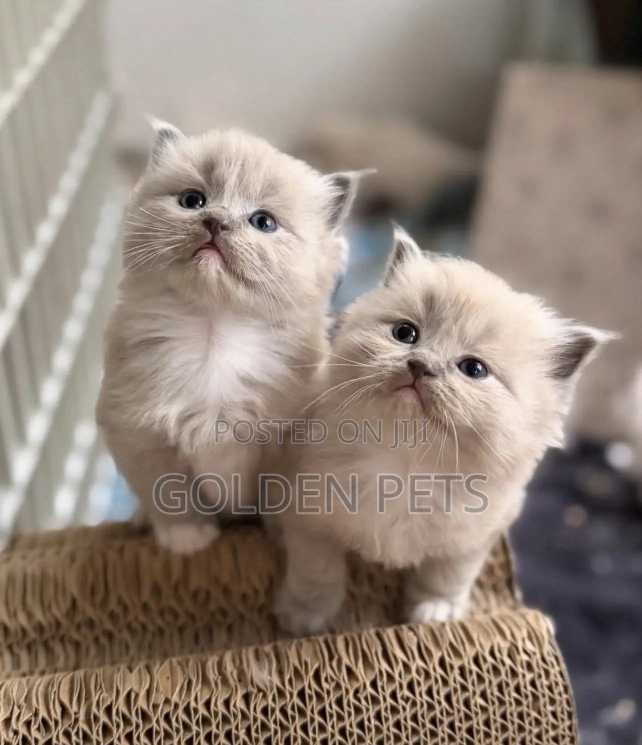 1-3 months Male Purebred Ragdoll