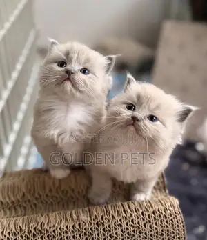 1-3 months Male Purebred Ragdoll