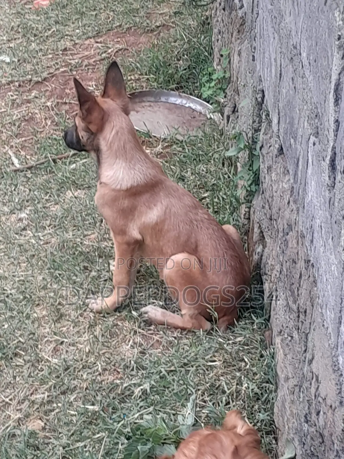 1-3 months Male Purebred Belgian Malinois