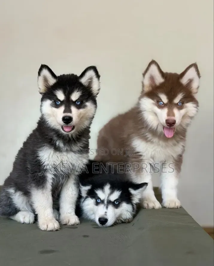 1-3 months Male Purebred Siberian Husky