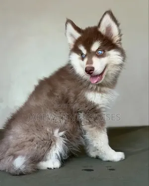 1-3 months Female Purebred Siberian Husky