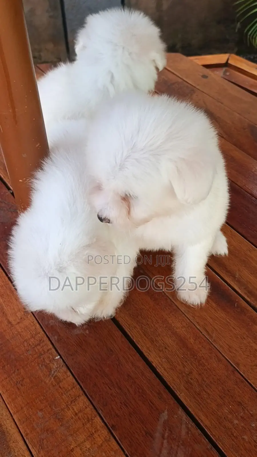 1-3 months Female Purebred Havanese