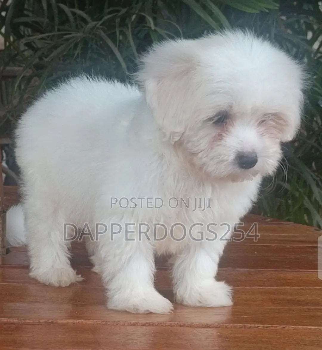 1-3 months Female Purebred Havanese