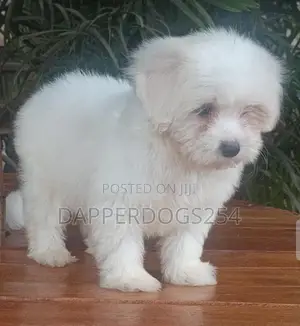 1-3 months Female Purebred Havanese
