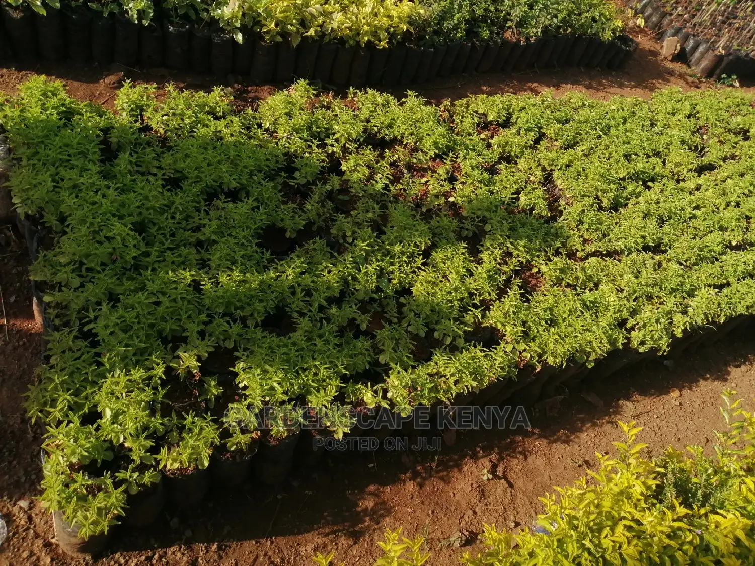 Kei Apple Seeds & Seedlings.
