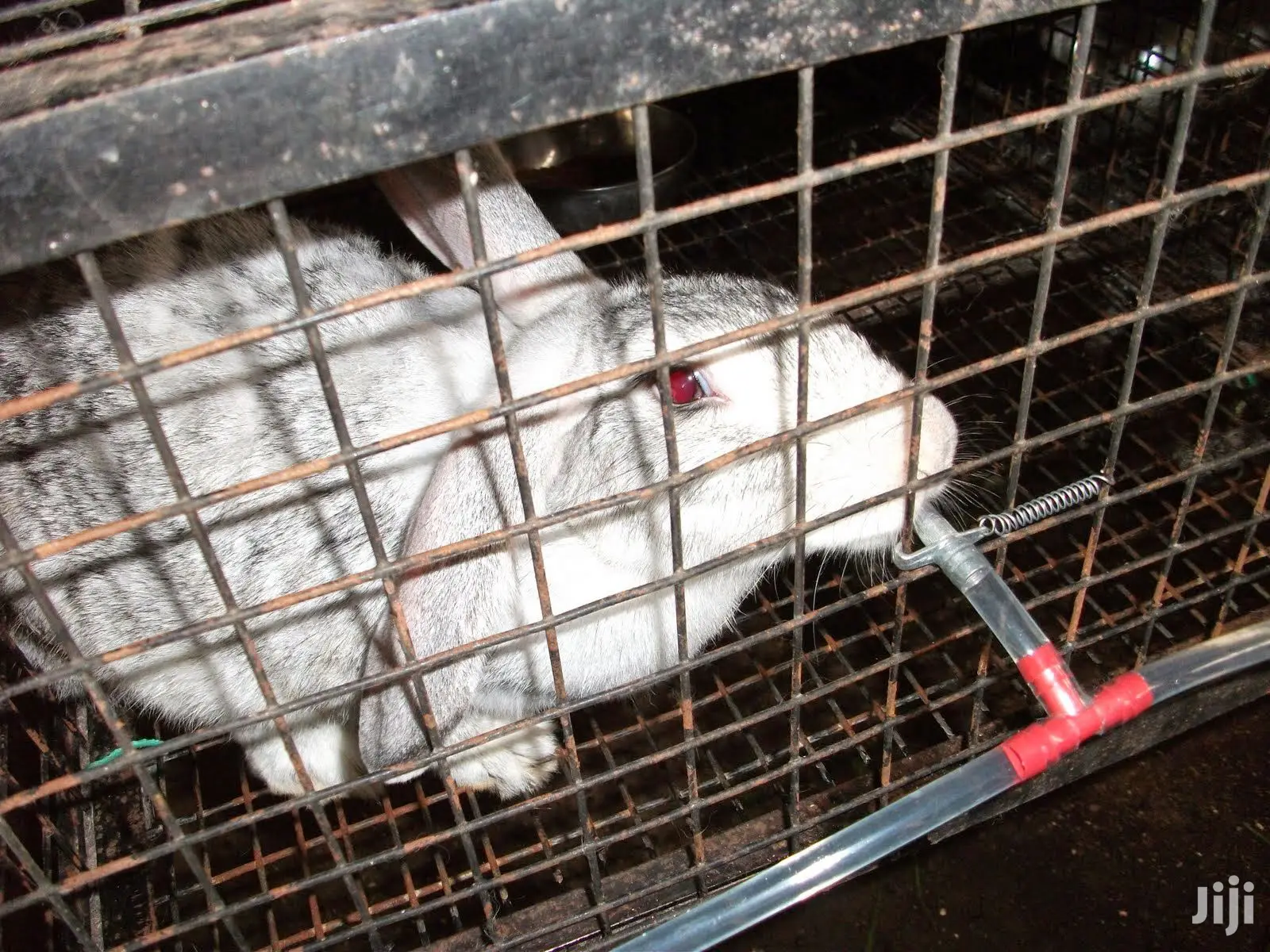 Rabbit Nipple