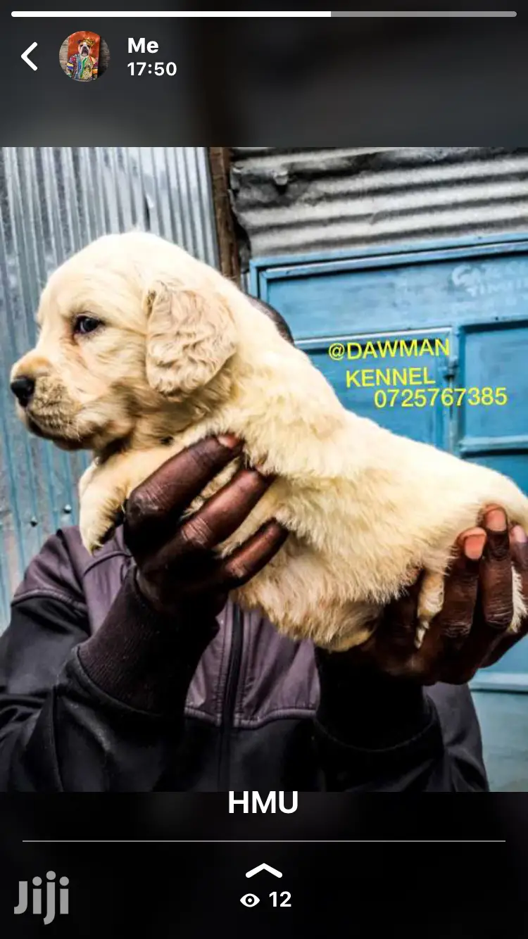 Baby Female Purebred Golden Retriever