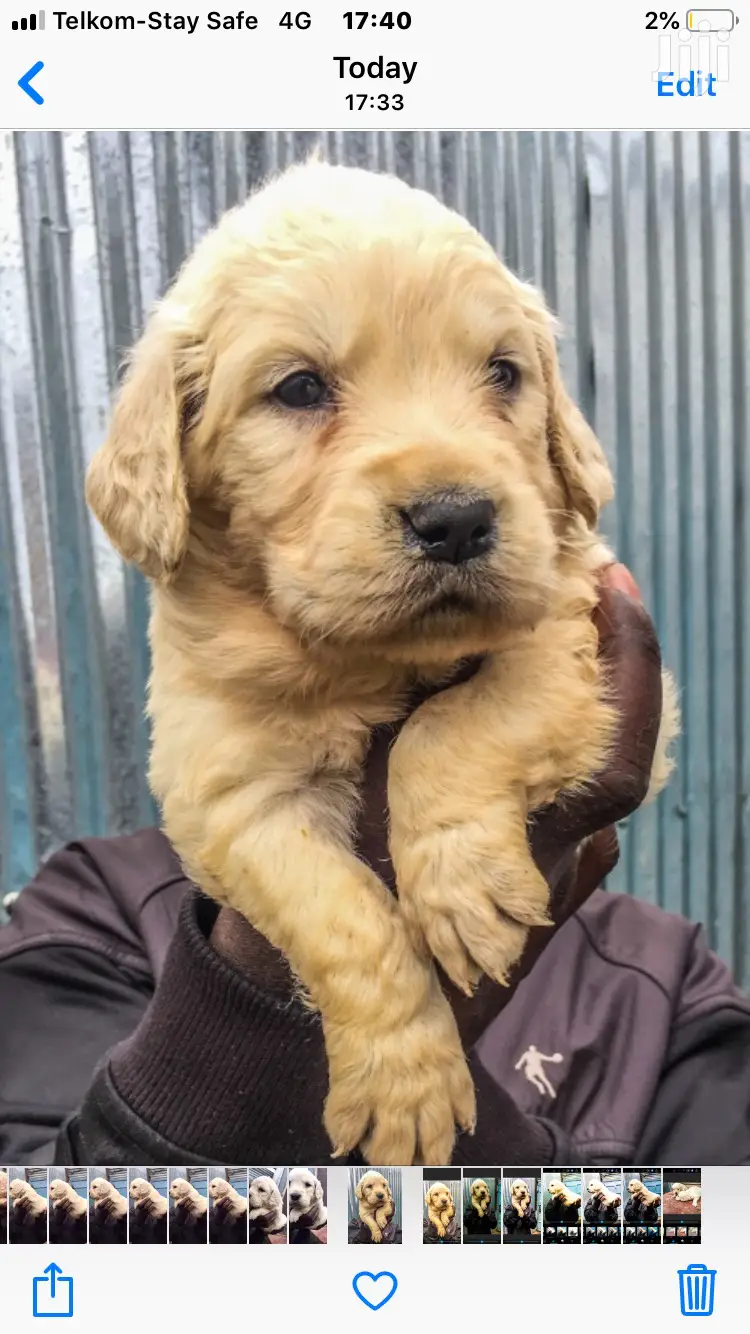 Baby Female Purebred Golden Retriever