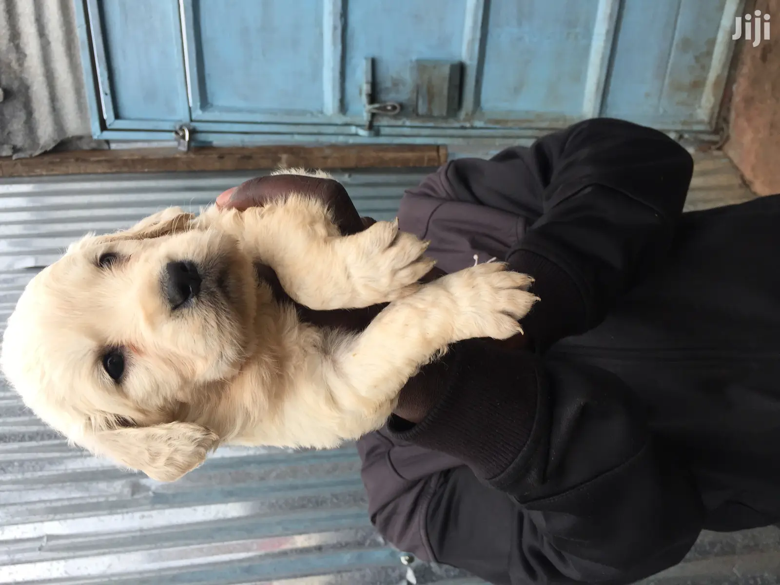 Baby Female Purebred Golden Retriever
