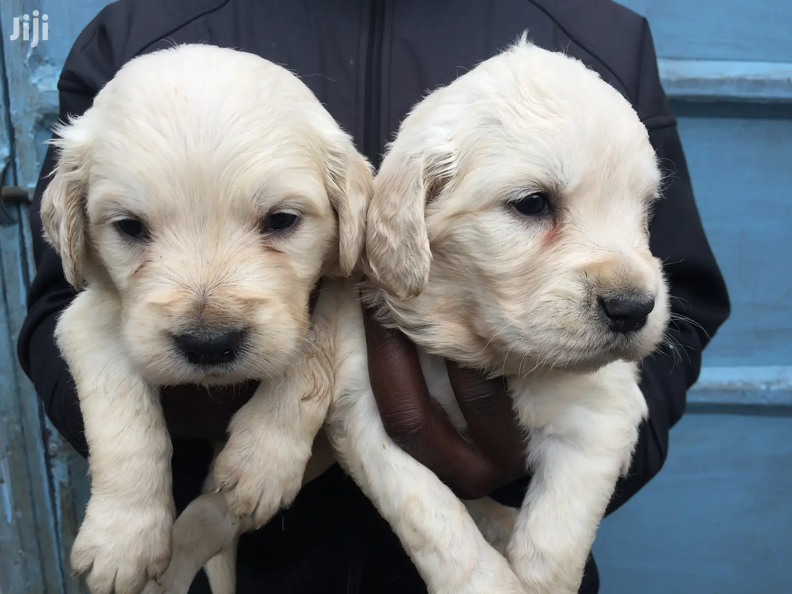 Baby Male Purebred Golden Retriever