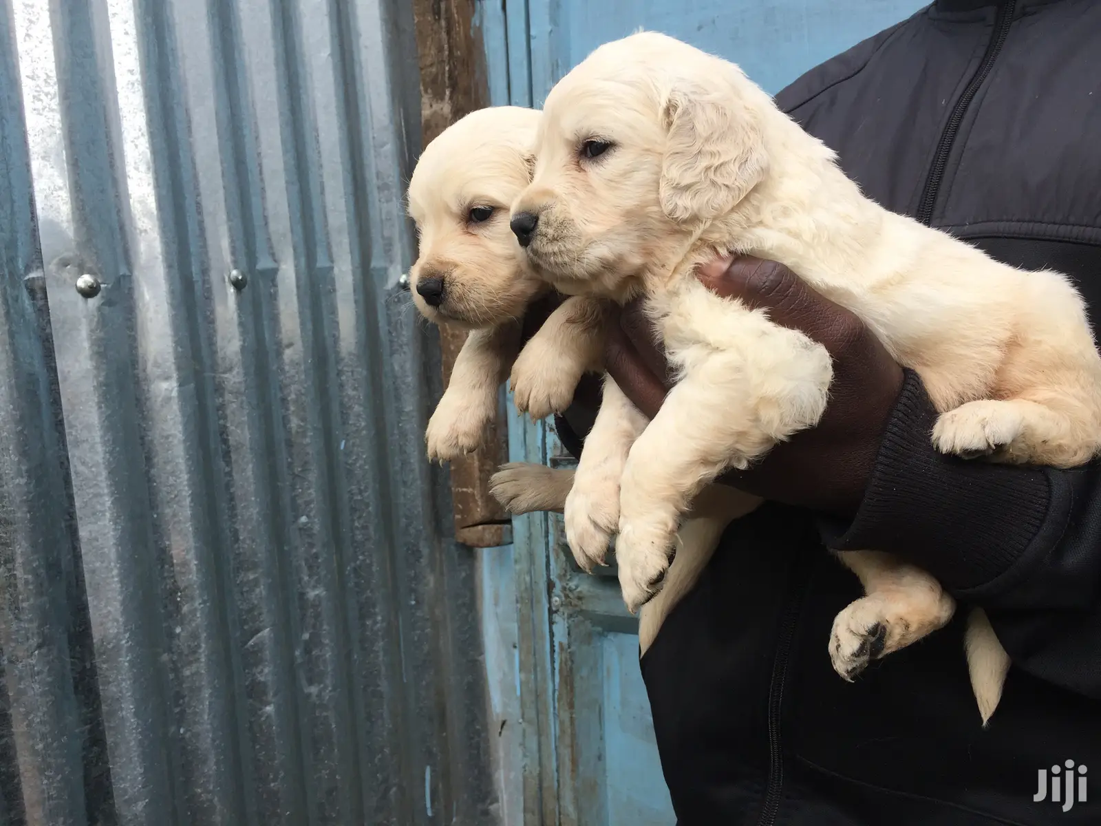 Baby Male Purebred Golden Retriever
