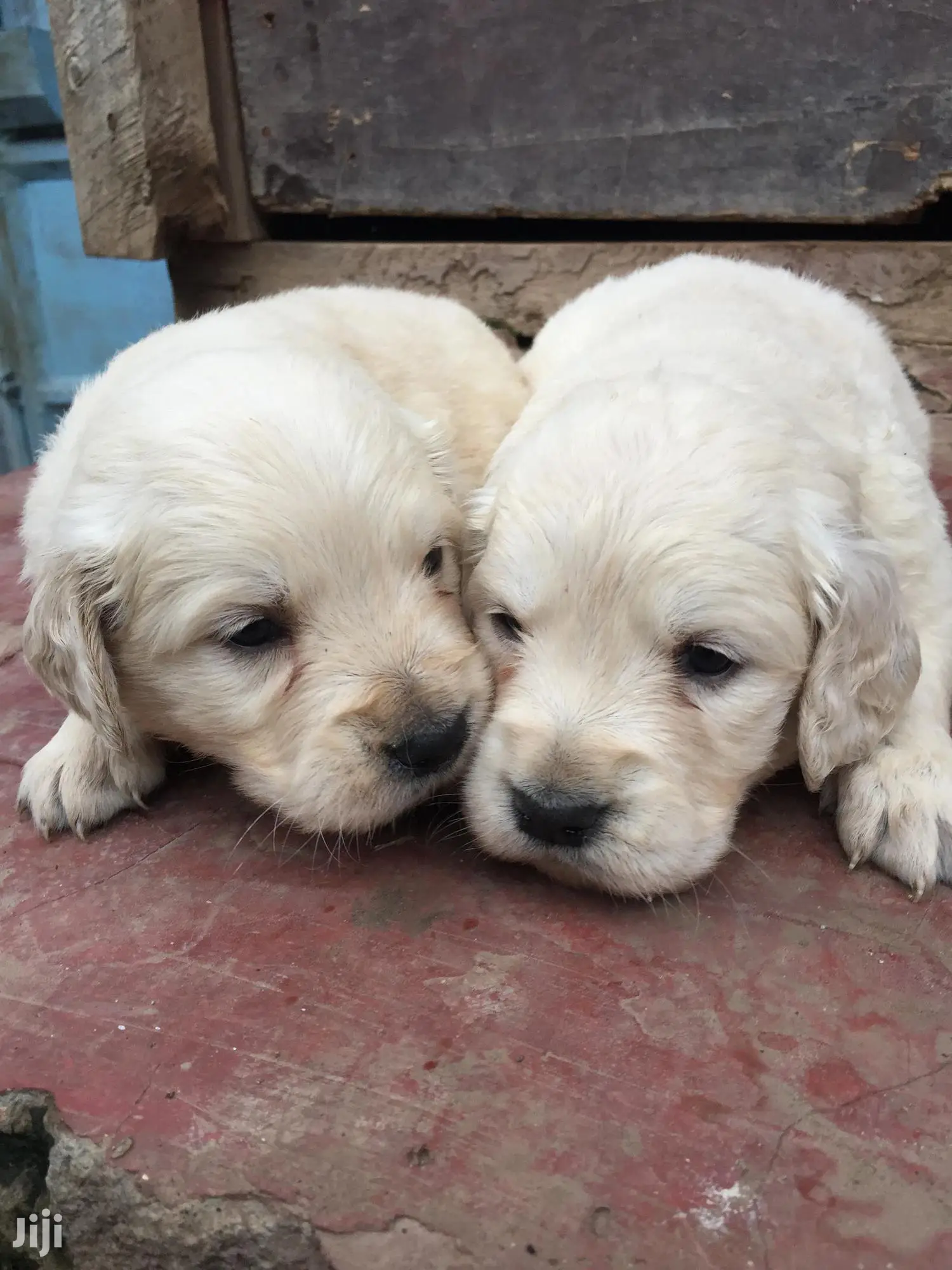 Baby Female Purebred Golden Retriever