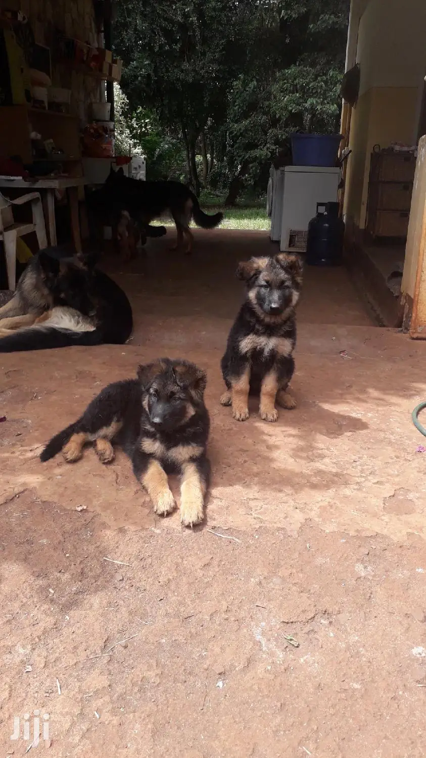 Baby Female Purebred German Shepherd